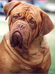 DOG DE BORDEAUX